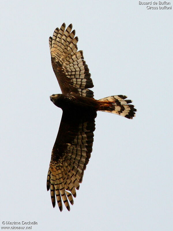 Long-winged Harrier, Flight