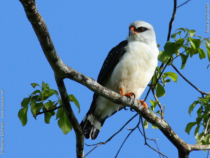 Black-faced Hawkadult