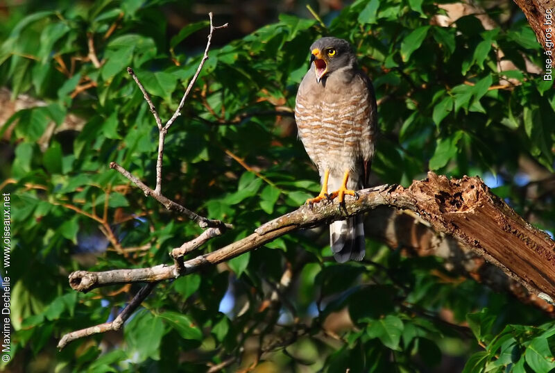 Roadside Hawkadult, identification, song