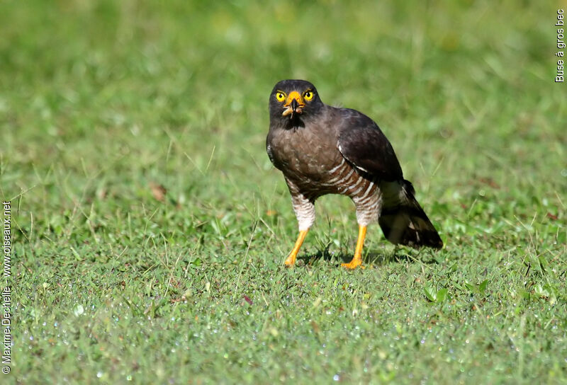 Roadside Hawkadult, identification, feeding habits