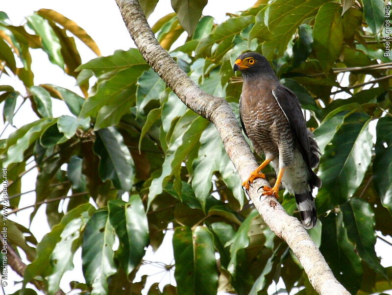 Roadside Hawkadult, identification