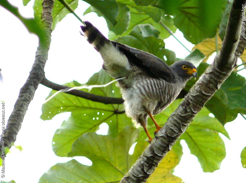 Roadside Hawkadult