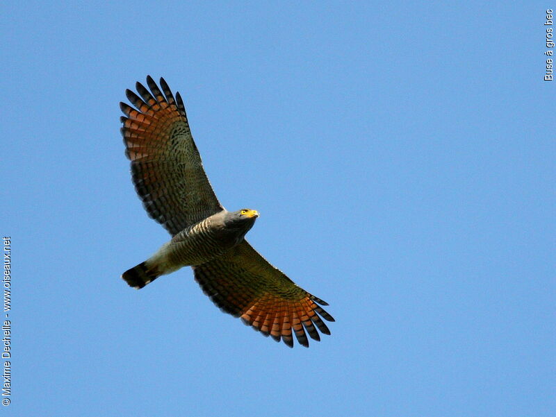 Roadside Hawkadult, Flight