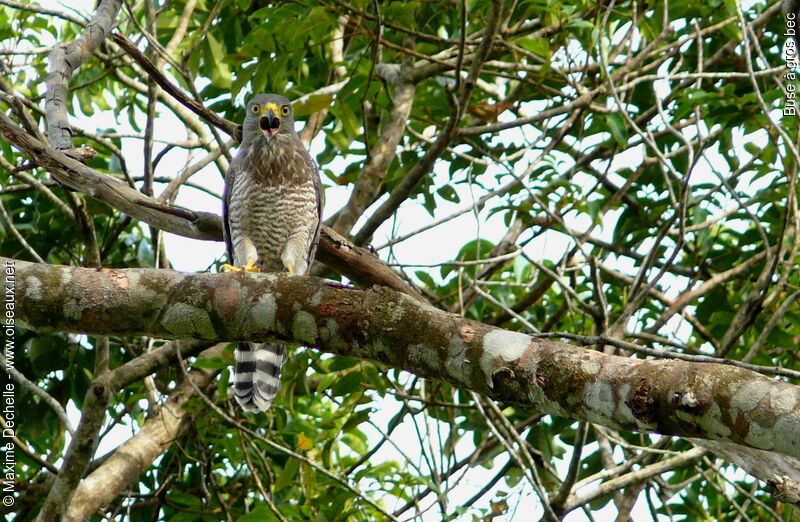 Buse à gros bec, identification, chant