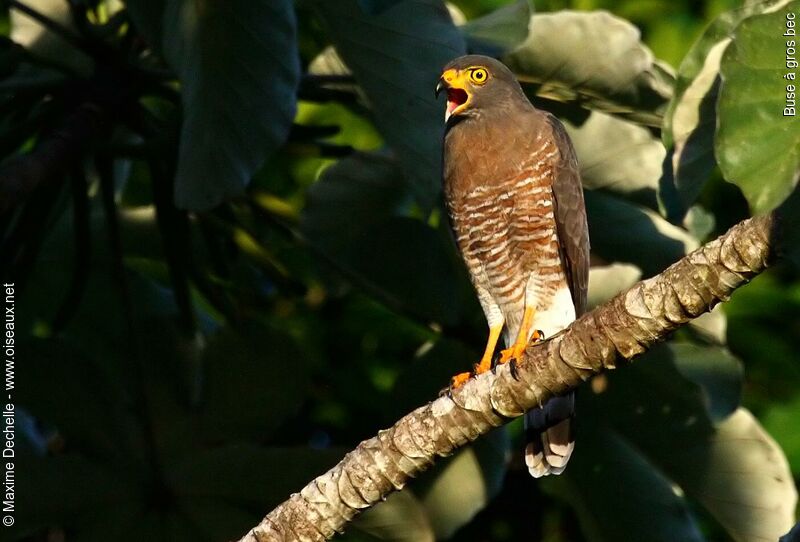 Roadside Hawkadult, identification, song