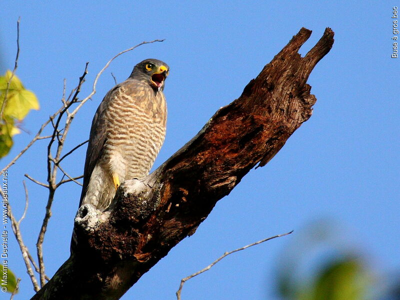 Buse à gros bec, identification, chant