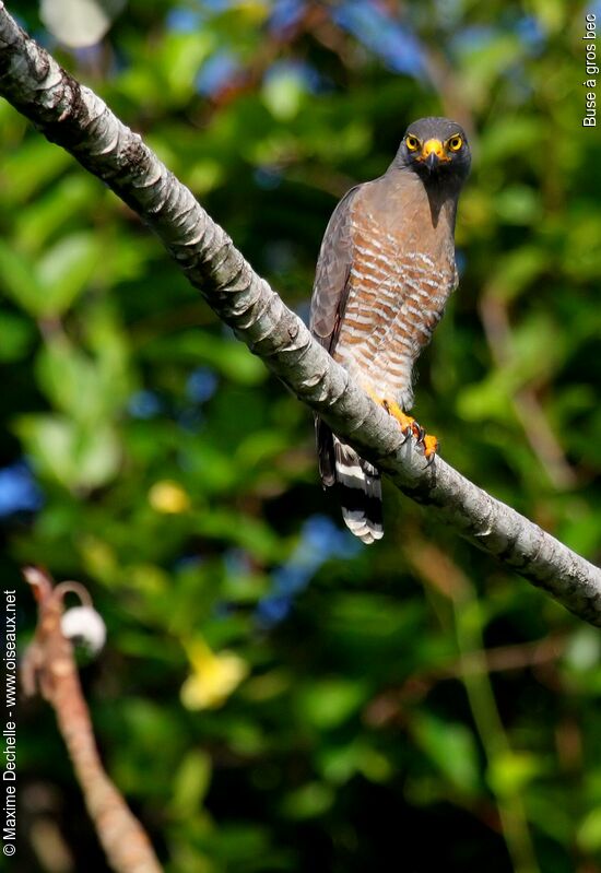 Roadside Hawkadult, identification