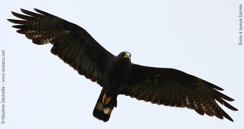 Zone-tailed Hawk, Flight