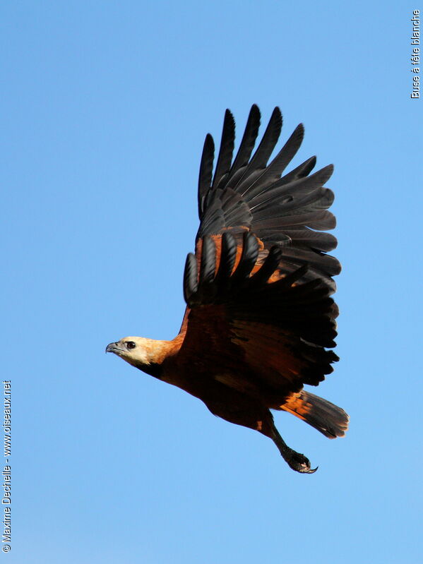 Black-collared Hawk