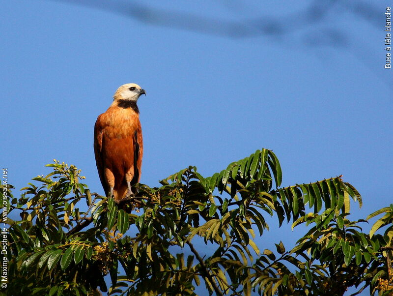 Black-collared Hawk