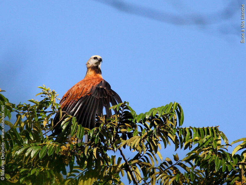 Black-collared Hawk