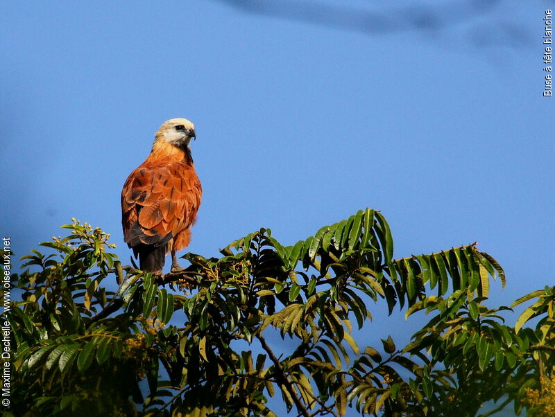 Black-collared Hawk