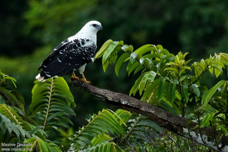 White Hawkadult, identification