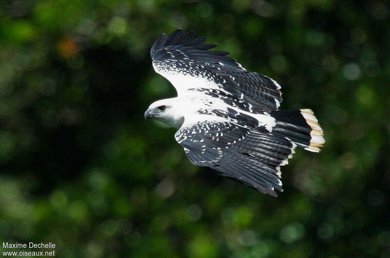 White Hawk, Flight