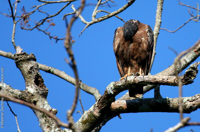 Rufous Crab Hawk, Behaviour