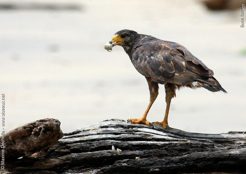 Rufous Crab Hawk, feeding habits