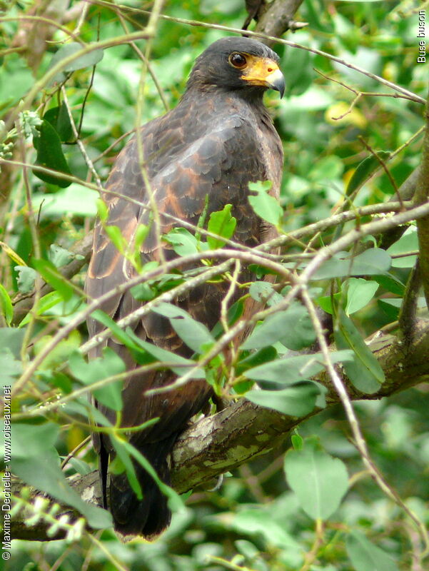 Rufous Crab Hawk