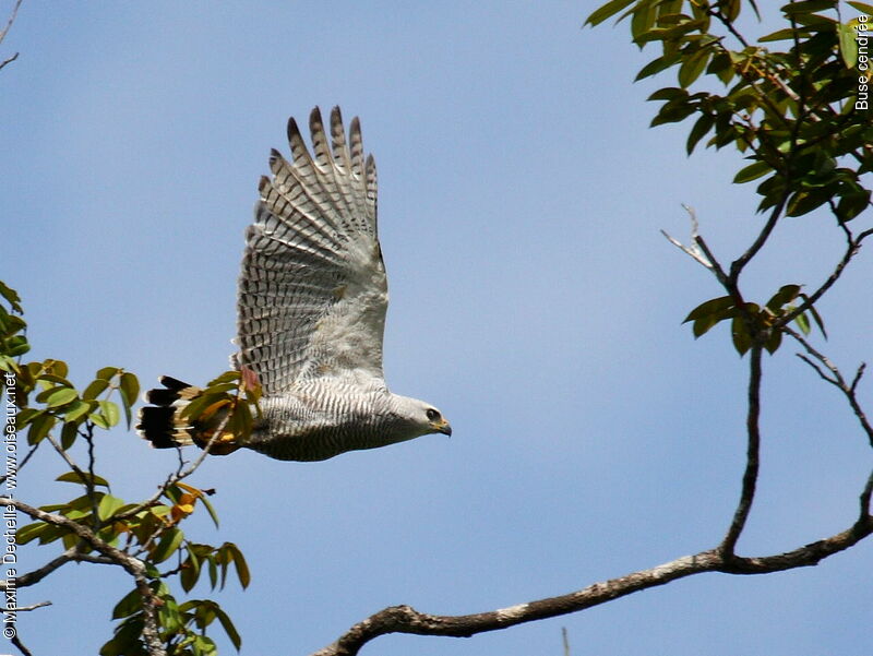 Grey-lined Hawk, Flight