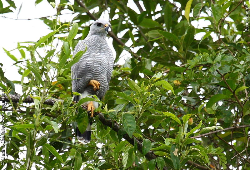 Grey-lined Hawk