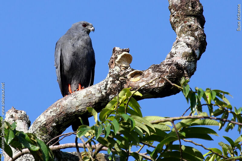 Crane Hawkadult, identification