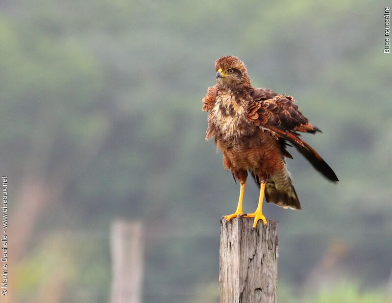 Savanna Hawk, Behaviour