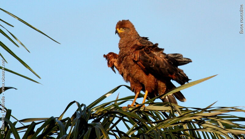 Savanna Hawk, identification, Behaviour