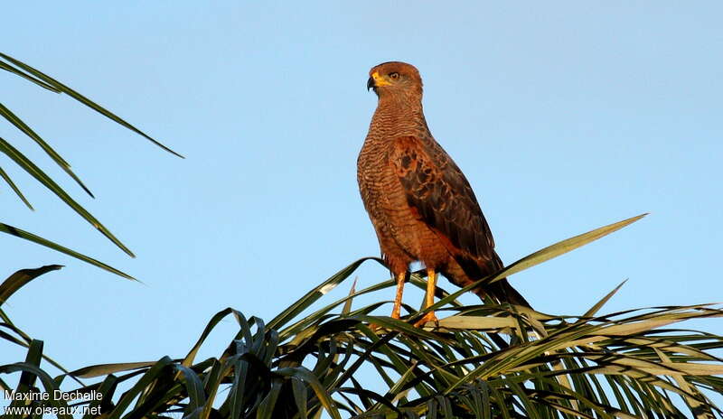 Savanna Hawk, habitat, pigmentation, fishing/hunting