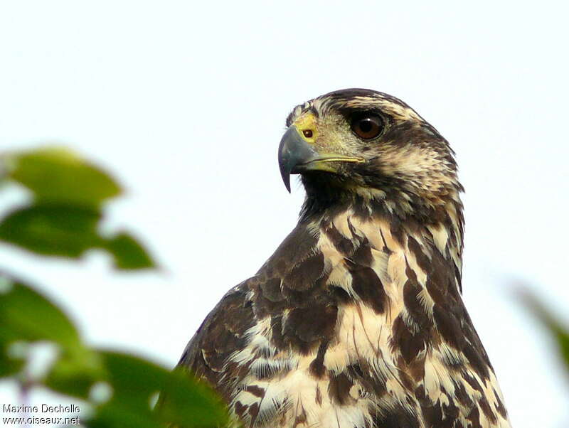 Buse urubuimmature, portrait