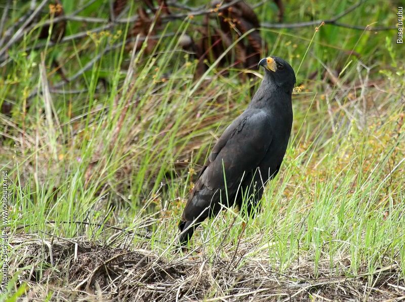 Great Black Hawk