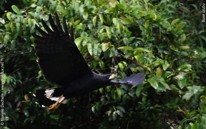 Great Black Hawk, Flight