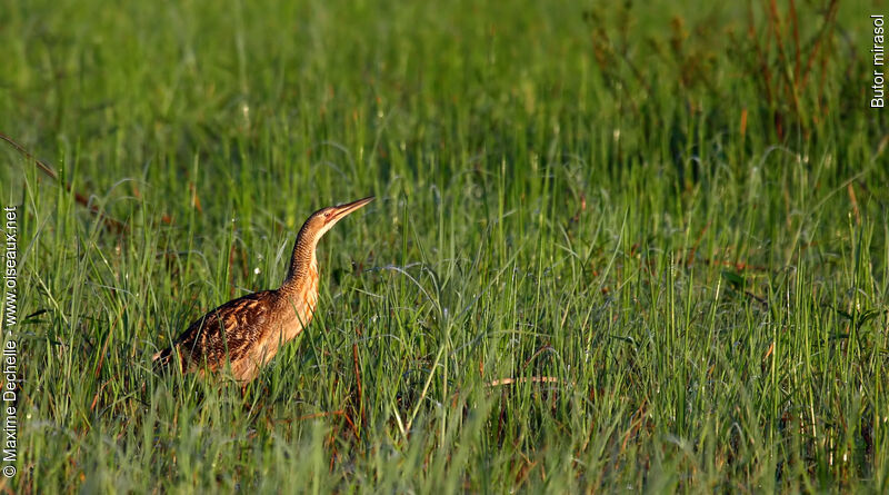 Pinnated Bittern