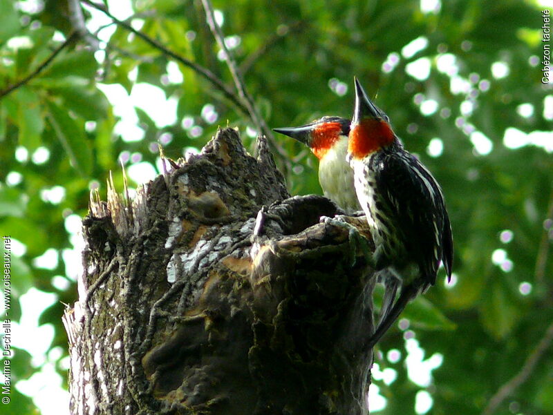 Black-spotted Barbet male adult