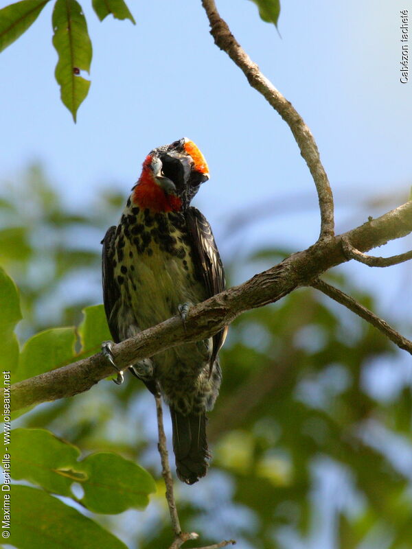 Black-spotted Barbet female adult, identification