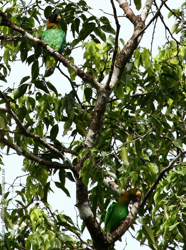 Caïque à tête noire, identification