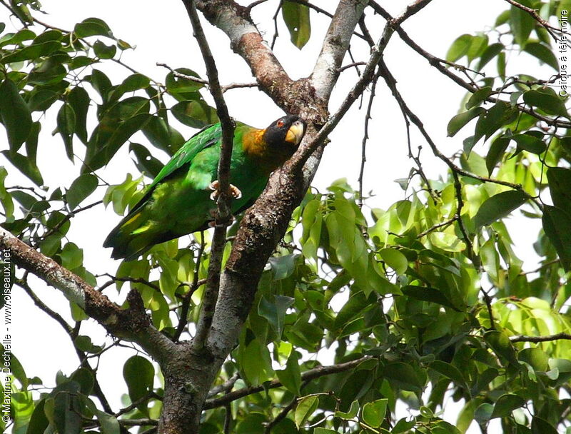 Caïque à tête noire, identification