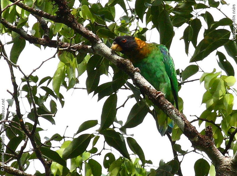 Caica Parrot, identification