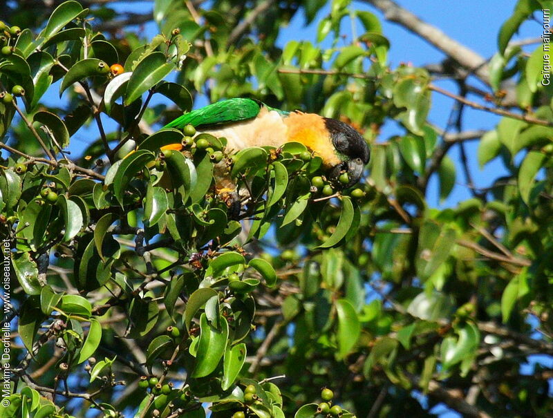 Black-headed Parrot, identification, feeding habits