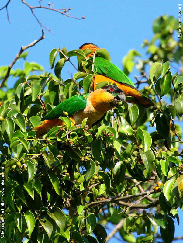 Black-headed Parrot, identification, feeding habits