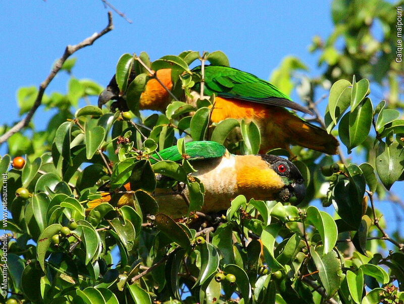 Black-headed Parrot, identification, feeding habits