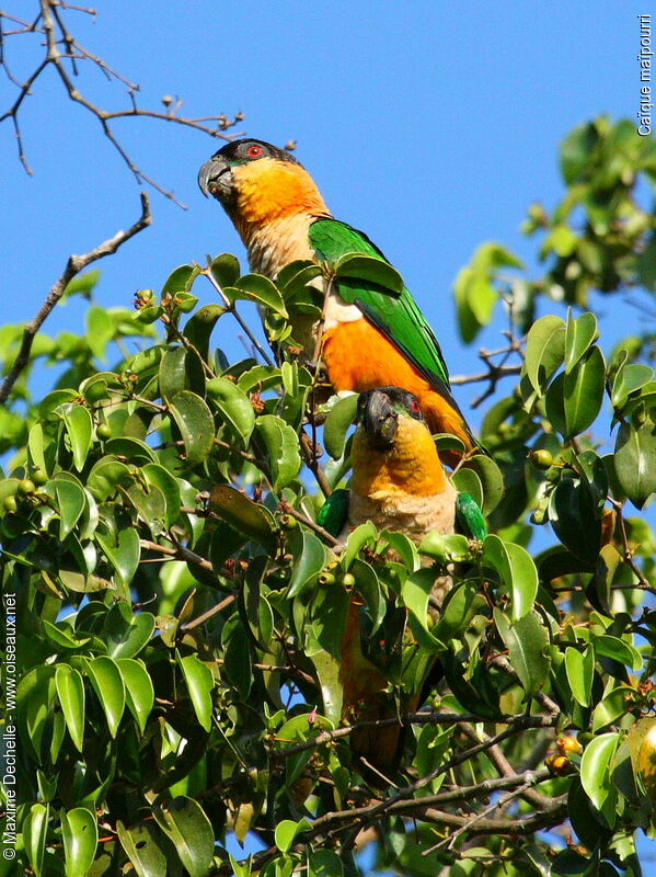 Black-headed Parrot