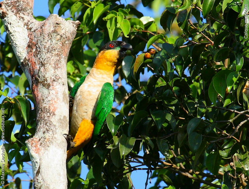 Black-headed Parrot