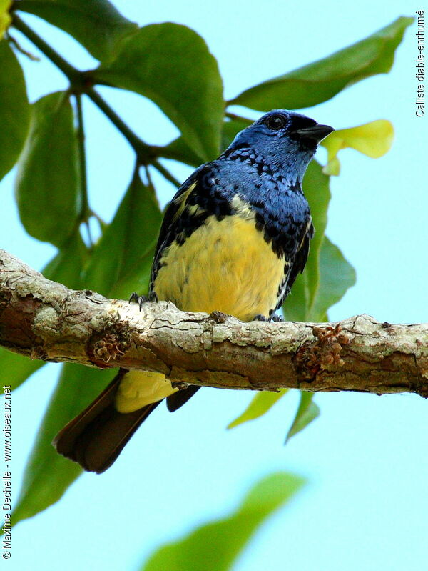 Turquoise Tanager