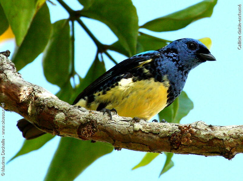 Turquoise Tanager