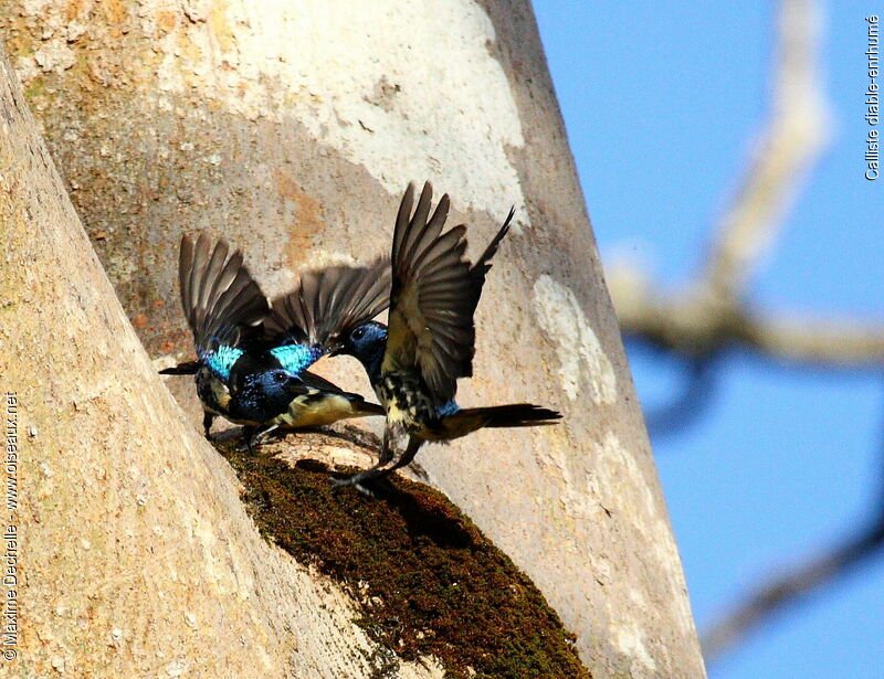 Turquoise Tanager, identification, Behaviour