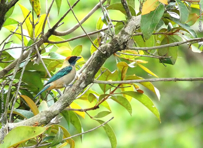 Burnished-buff Tanager