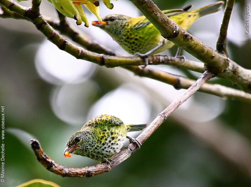 Spotted Tanager adult, feeding habits