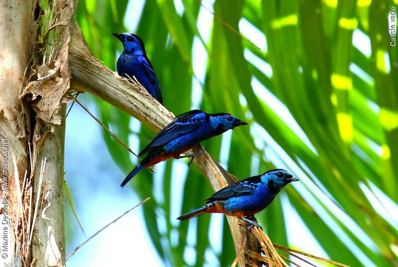 Opal-rumped Tanageradult, identification, Behaviour