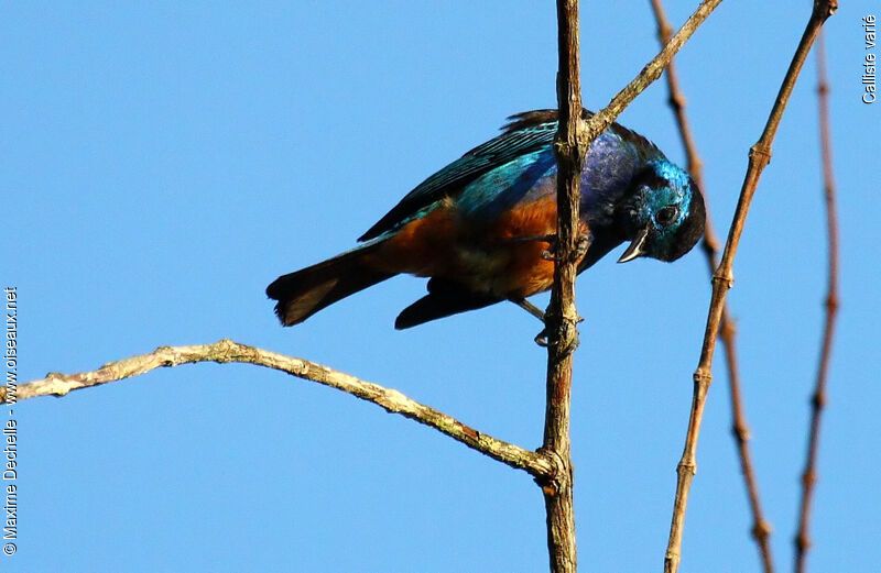 Opal-rumped Tanageradult, identification