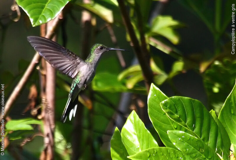 Grey-breasted Sabrewing, Flight