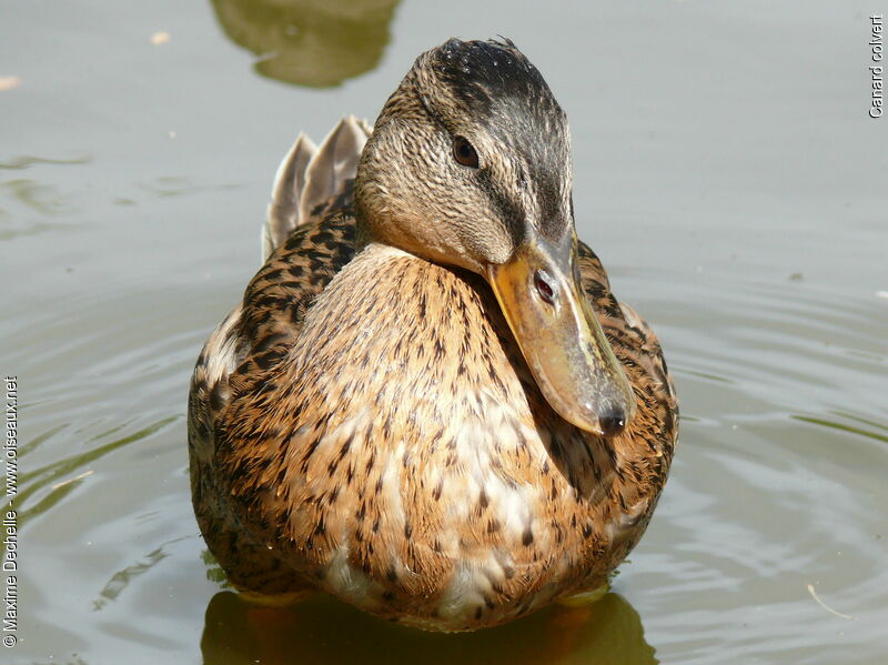 Canard colvert femelle